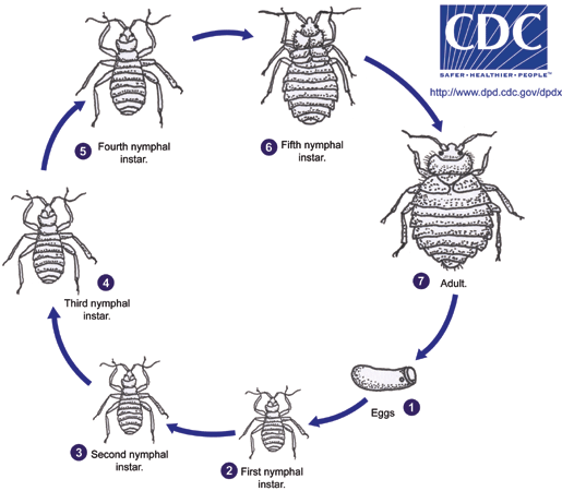 CDC - Bed Bug Life Cycle
